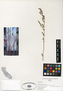 Herbarium Sheet of 